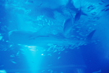 海遊館のジンベイザメ