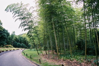 万博記念公園日本庭園