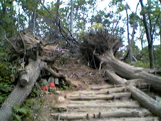 倒木に塞がれた登山道