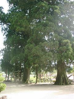 神明神社大杉（21kB)