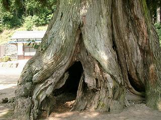 神明神社大杉（25kB)