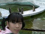 ペンギンと愛子