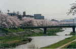 たてくら橋と桜