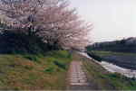 高野の桜