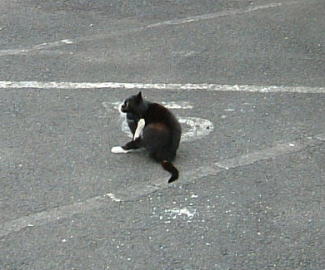 一畑電鉄・松江温泉駅近くで見た猫
