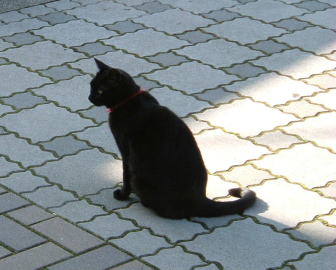 境港・「水木ロード」で見かけた黒い飼い猫