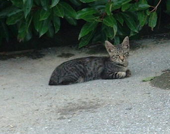 滋賀県・長浜市の琵琶湖湖畔近くの耳が立派な猫