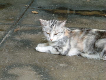 四国・屋島ケーブル乗り場の猫その１