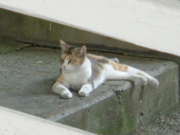 四国・屋島ケーブル乗り場の猫その２
