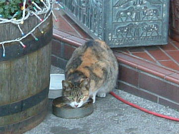蓮田駅前のケーキ屋の前にいる猫
