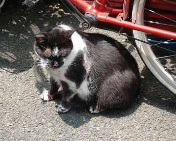 北浦和・平和通りの猫