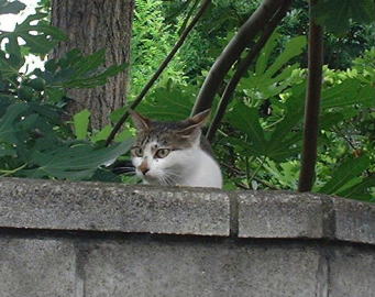 川越市内・塀から顔を出した猫