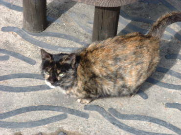 草津温泉湯畑付近の猫