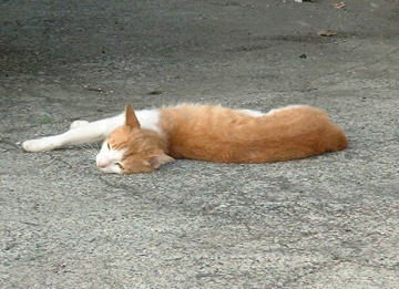 三浦半島・城ヶ島で、えらくくつろいでいる猫