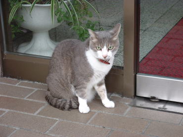 帯広市街地の猫