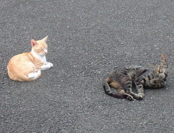 石川町駅付近にたむろしていた猫その２