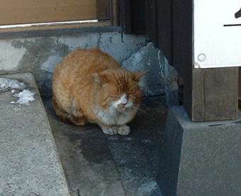 草津温泉街のちんまり坐った猫