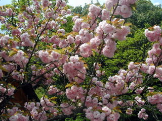 雲珠桜