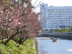 城山公園の散歩道から松山市役所方面を望む