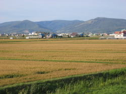 比布町の田んぼの風景