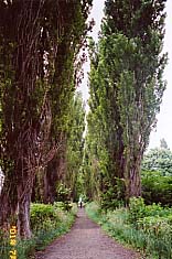 北大のポプラ並木