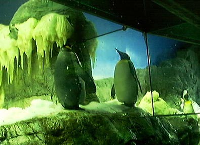 ペンギンと鏡