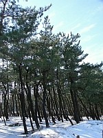 「松の庭」と呼ばれる松林