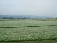 蕎麦の畑