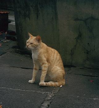 顔つきが日本猫とちょっと違う？