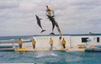 沖縄記念公園での見事なイルカショー。しかも水族館に入らなくても見れるのが嬉しい。