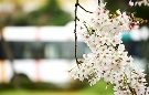 福岡城　桜