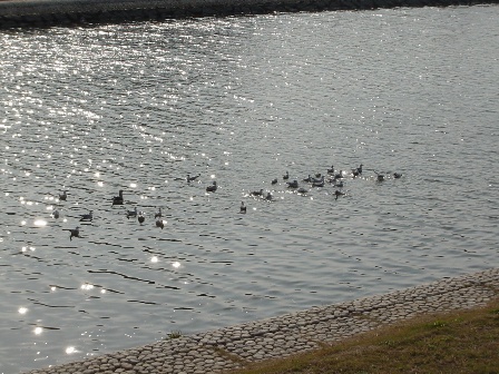 明石川河口付近にいた海鳥