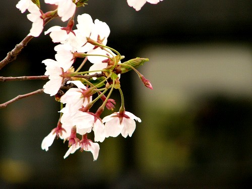 桜咲く頃・・・
