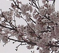 曇り空の下，神社の桜