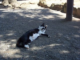 水前寺公園にいた猫