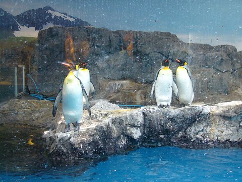 亜南極ペンギンスペース