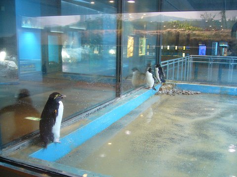 窓際のペンギンたち