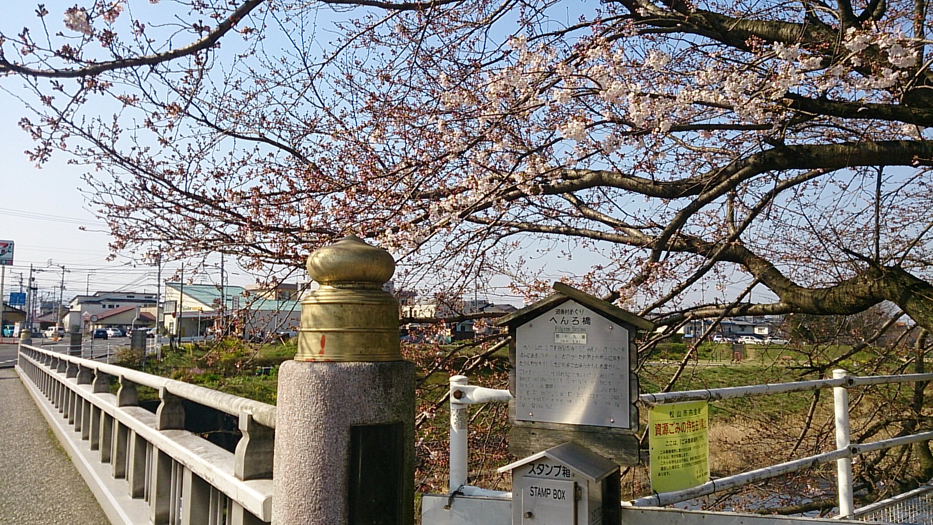 遍路橋の桜