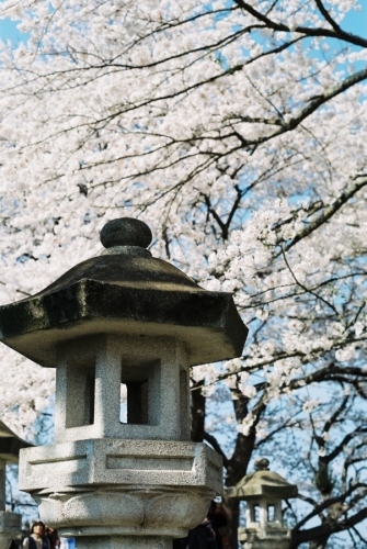 山頂の桜と石灯籠