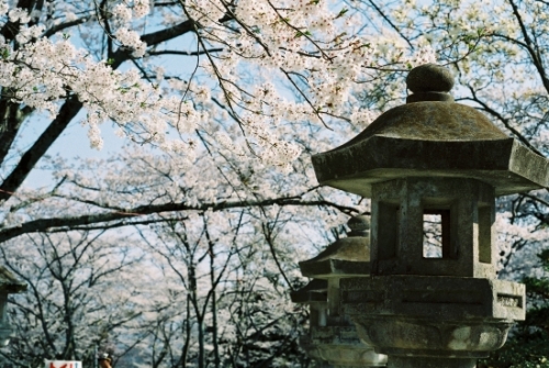 山頂の桜と石灯篭