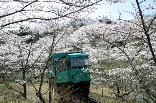 桜のトンネル　船岡城址公園
