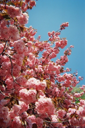 八重桜