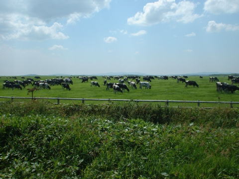 牛の群れ