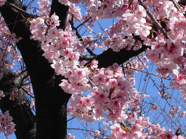 神奈川町の桜