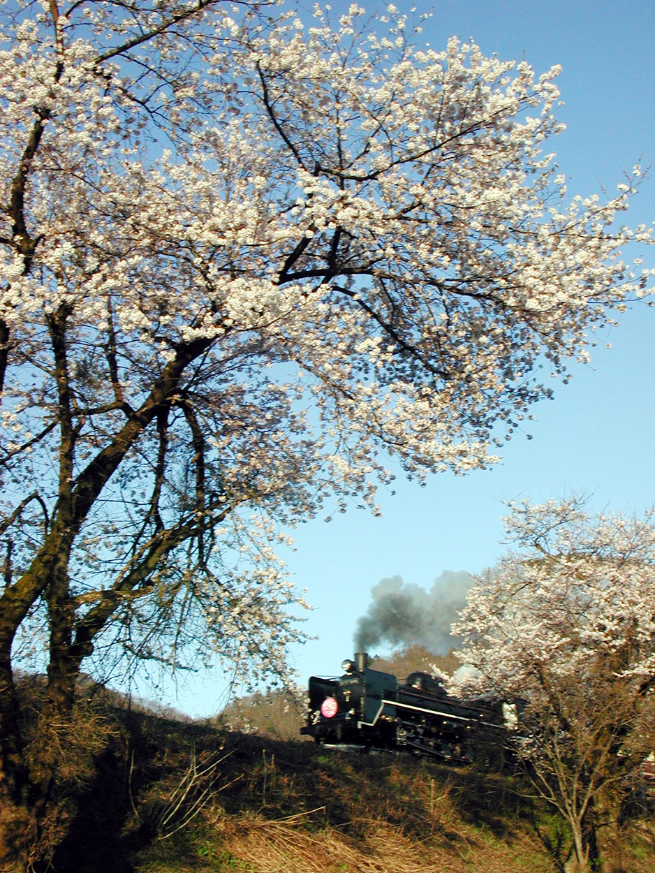 磐越西線C57180桜 