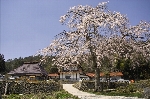糸代桜