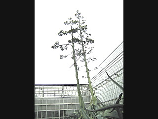 竜舌蘭の花、何十年に１回しか咲かないとか