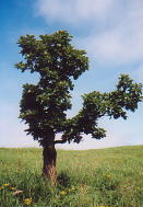 カシワの木