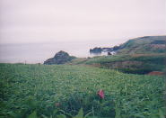 ノッカマップ岬に咲くハマナス