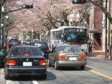武蔵野市役所前の桜並木